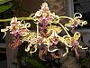 Dendrobium spectabile in full bloom-dscn3239-jpg