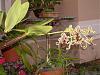 Dendrobium spectabile in full bloom-dscn3238-jpg