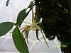 Sedirea japonica-100_3195-jpg