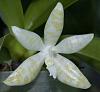 Unknown species-phalaenopsis-heiroglyphica-var-alba-jpg