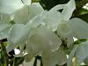 Dendrobium anosmum alba-dsc04449_edited-jpg