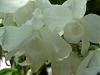 Dendrobium anosmum alba-dsc04452_edited-jpg