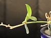 keiki on dying spike on phaleanopsis - what do I do?-img_0529-jpg