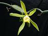 2.5 years, 25 feet later....my Vanilla finally bloomed!!-2010_05270057-jpgsm-jpg