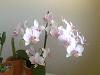 dendrobium won't bloom, and not sure why....-phal-jpg
