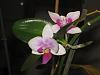 What is this new growth on my phal keiki?-img_3963-jpg