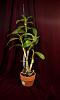 Dendrobium....Phalaenopsis or Nobile-samba-100-10-jpg