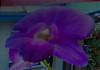 Dendrobium....Phalaenopsis or Nobile-chid-101-2-jpg
