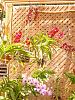 Shade House Blooms-dscn3911-medium-jpg