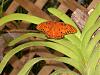 Butterfly Spike Alert-dscn4230-medium-jpg