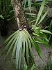 Cuban Orchids-cqs1222656224v-jpg