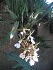 Cuban Orchids-gedc2938-jpg