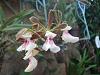 Cuban Orchids-gedc2956-jpg