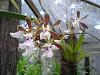 Cuban Orchids-viu1211669581b-jpg