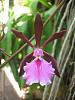 Cuban Orchids-gedc2657_new1-jpg