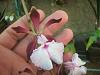 Cuban Orchids-gedc2702-jpg