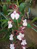 Cuban Orchids-gedc2704-jpg