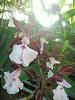 Cuban Orchids-gedc2705-jpg