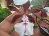Cuban Orchids-gedc2707-jpg