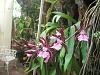 Cuban Orchids-gedc2718-jpg