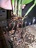 pseduo bulbs shrinking/withering - advice-3-remaining-roots-7-15-09-jpg
