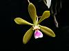 Some tampensis-2010_06260058-1024x768-jpg