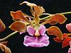 Enc. hanburyii-2010_06260094-1024x768-jpg