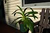 Paph grow lots of leaves, no blooms-paph-hsinying-yosemite-fair-1-jpg