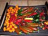&quot;Sport Peppers&quot;-dscf1494-jpg