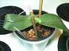 orchid newbie: Psychopsis Kalihi with soft, yellow &amp; black leaf-img_0324-jpg