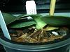 orchid newbie: Psychopsis Kalihi with soft, yellow &amp; black leaf-img_0325-jpg