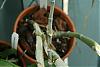 Dendrobium pierardii shooting kiekis-img_0611-800x600-jpg