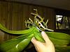 Phalaenopsis Orchid (in sphagnum moss) leaves turning yellow and flowers dying.-dsc02796-jpg