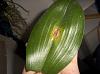 wierd spot on phal leaf!!! what is it?-pseudomonas-jpg