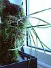 Mounted Brassavola tuberculata advice-p1450548-jpg