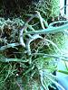 Mounted Brassavola tuberculata advice-p1450549-jpg