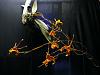 The Annual Swarming of the Butterflies!-2010_08250013-jpgsm-jpg