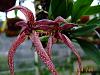 Bulbophyllum Meen Garuda-1249875483-jpg