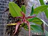 Bulbophyllum Meen Garuda-1234077784-jpg