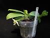 Phalaenopsis micholitzii-img_4903-jpg
