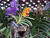 Some Vanda's in bloom now =)-plants-022-800x600-jpg