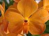 Some Vanda's in bloom now =)-plants-019-800x600-jpg