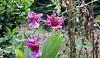 Miscellaneous Orchids-20-miltonidium-ruffles-scentofawoman_email0010-jpg