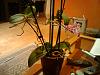 orchid sprouting ariel roots-orchid-jpg