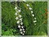 Aerangis mooreana-orchids-andres-051-jpg