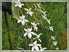 Aerangis mooreana-orchids-andres-052-jpg