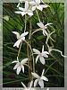 Aerangis mooreana-orchids-andres-063-jpg