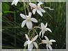 Aerangis mooreana-orchids-andres-064-jpg