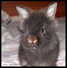 My new little Bunny - Cri Cri-cri-cri-front_-jpg
