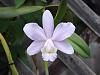 Cattleya dolosa var. caerulea 'Kaaawa' HCC/AOS-dokaaawa04s-jpg